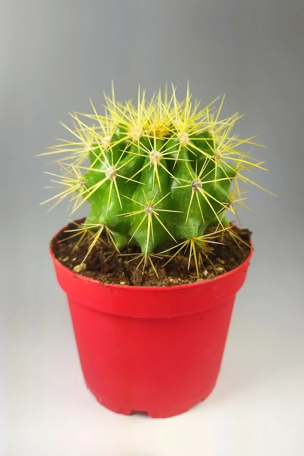 Echinocactus Grusonii Altın Fıçı 8.5 cm Kırmızı Saksıda ürün görseli 1
