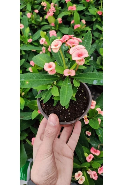 Dikenler Tacı Çiçeği Fidanı 10-20 cm ürün görseli 1