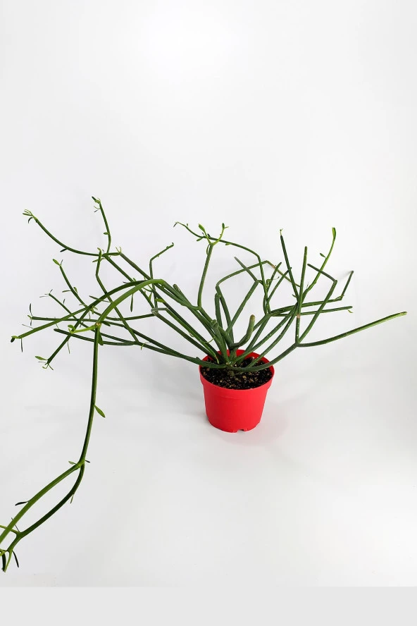 Euphorbia Tirucalli Kalem Kaktüs Özel Tür Nadide Kaktus Tekli Kaktüs 8.5 cm Saksıda ürün görseli 1