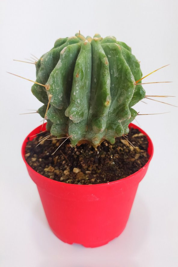 Ferocactus Glaucescens Nadide Tür Tekli Özel  Kaktüs 8.5 cm Kırmızı Saksıda ürün görseli 1