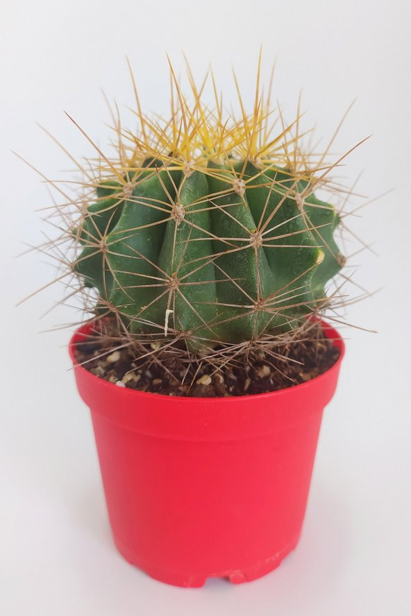 Ferocactus Glaucescens Nadide Tür Tekli Özel  Kaktüs 8.5 cm Kırmızı Saksıda ürün görseli 1