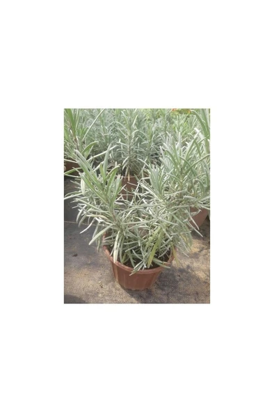Saksılı Lavanta Fidanı 2 Adet 20-40 cm (Lavandula Intermedia) ürün görseli 1