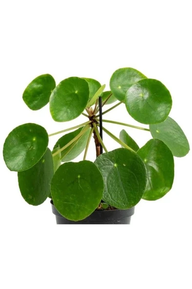 Pilea çiçeği -çin parası çiçegi dolgun form (30-45cm) büyük boy ürün görseli 1