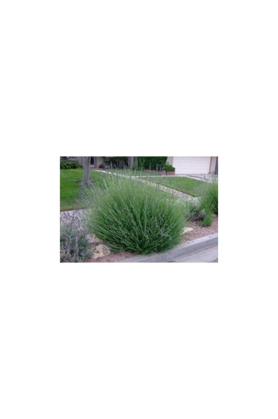 Yoğun Kokulu (Lavandula x Intermedia), Saksıda Lavanta Fidanı ürün görseli 1