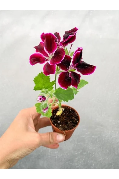 Sardunya Çiçeği Fidanı Bordo Canan Ceylan Gözü 10-20 Cm ürün görseli 1