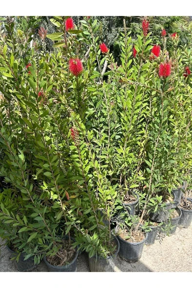 Fırça Çalısı Çiçeği Fidanı 30-60 cm - Resim 3