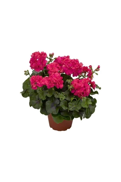 Saksılı Sakız Sardunya Fidanı Kırmızı 10-20 cm ürün görseli 1
