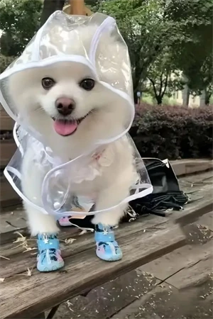 1 Adet-Pomeranian Şeffaf Köpek Yağmurluğu – PVC, Su Geçirmez, Tüm Irklar İçin Uygun ürün görseli 1