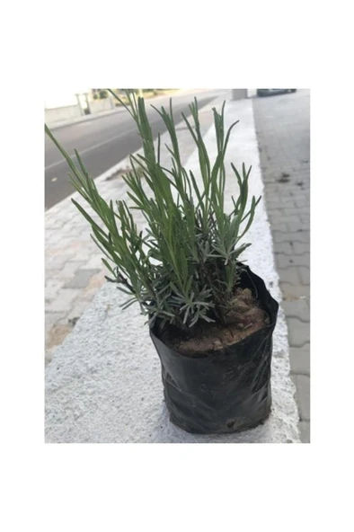 Lavanta Çiçeği Fidanı Intermedia 2 Adet 10-20 cm ürün görseli 1
