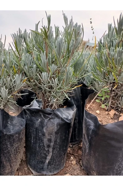 Tüplü Saksılı Lavanta Fidesi Fidanı 10-20 cm ürün görseli 1