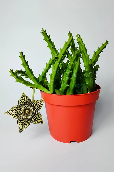 Leş kaktüsü Stapelia Lepida Orbea sarı çiçekli 12 cm saksıda ürün görseli 1