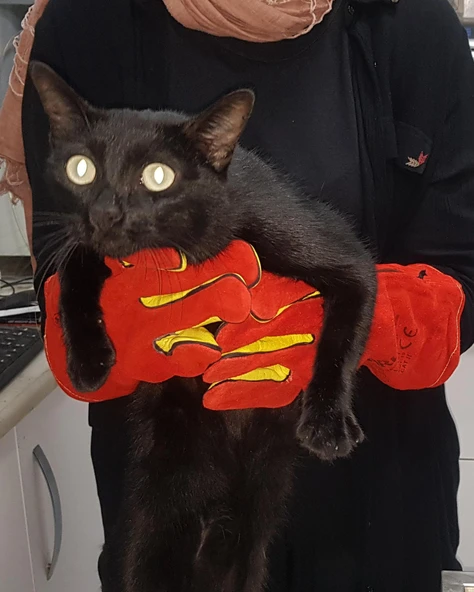 Kedi Yakalama Eldiveni 40 cm - Resim 2