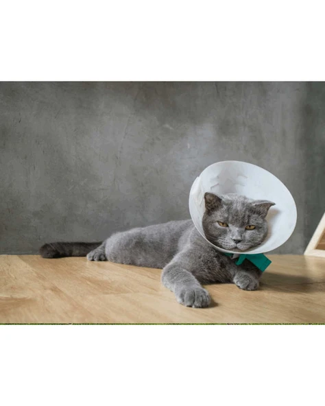 Buster Elizabeth Köpek Yakalığı. Transparan. 12,5 cm ürün görseli 1