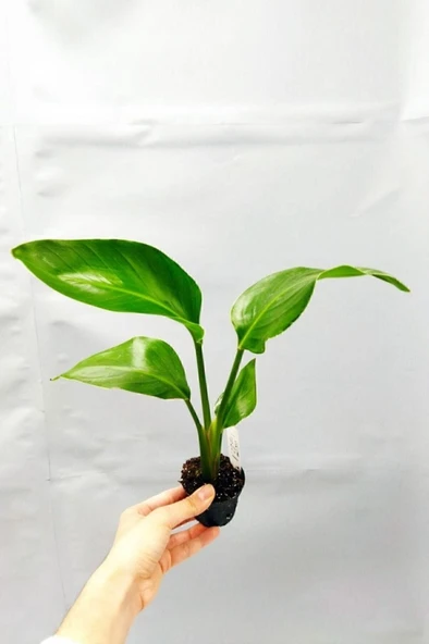 Strelitzia Nicolai 'starliçe' - Beyaz Cennet Kuşu Çiçeği 10-20 cm ürün görseli 1
