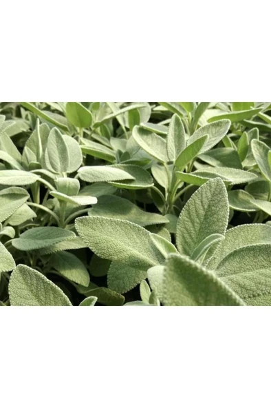 Şalba Adaçayı Fidanı 10-20 Cm Salvia Officinalis ürün görseli 1