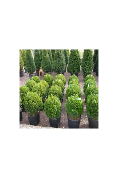 Şimşir (Buxus Sempervirens) Fidanı 20-40 cm - Resim 3