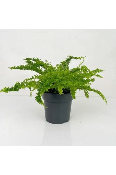 Aşk Merdiveni Nephrolepis Fidanı Fidesi 10-20 Cm ürün görseli 1