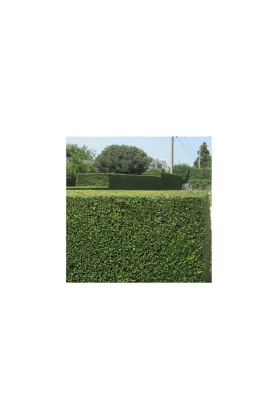 Tüplü Özel Kurtbağrı (Ligustrum) Fidanı 10-20 cm ürün görseli 1