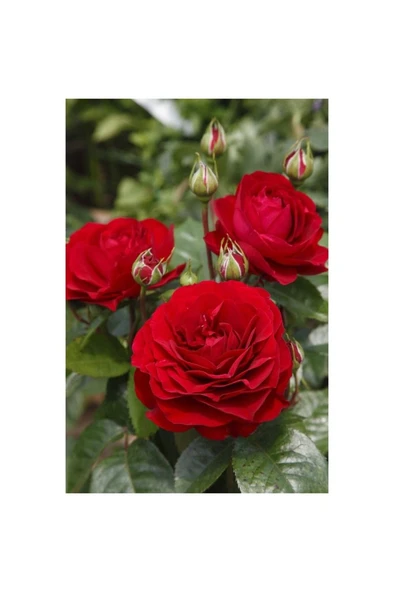 Kırmızı Gül Fidanı 10-20 cm ürün görseli 1