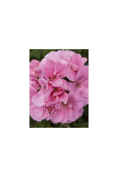 Pembe Sakız Sardunya Çiçeği Fidanı 10-20 cm ürün görseli 1