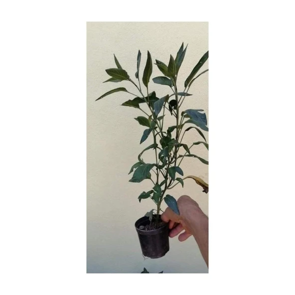 Saksıda Pepino Fidan Paketi 5 Adet 10-20 cm ürün görseli 1