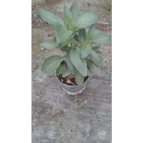 Pepino Ağaç Kavunu Fidanı 10-20 cm ürün görseli 1