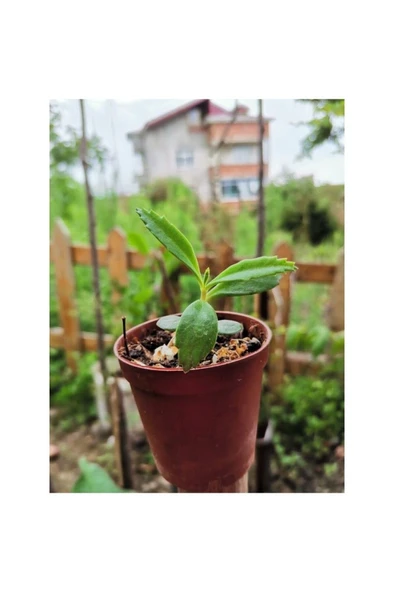Aşkın Gözyaşı Çiçeği Fidanı 10-20 cm ürün görseli 1