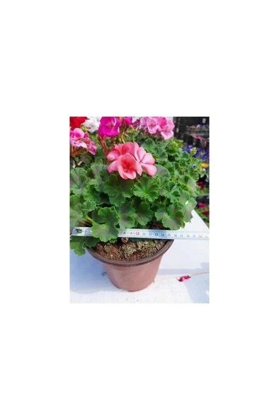 Saksılı Turuncu Sakız Sardunya Çiçeği 10-20 cm ürün görseli 1