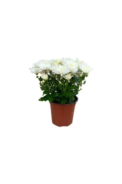 Beyaz Kasımpatı Krizantem Fidanı Beyaz Saksılı 10-20 Cm ürün görseli 1