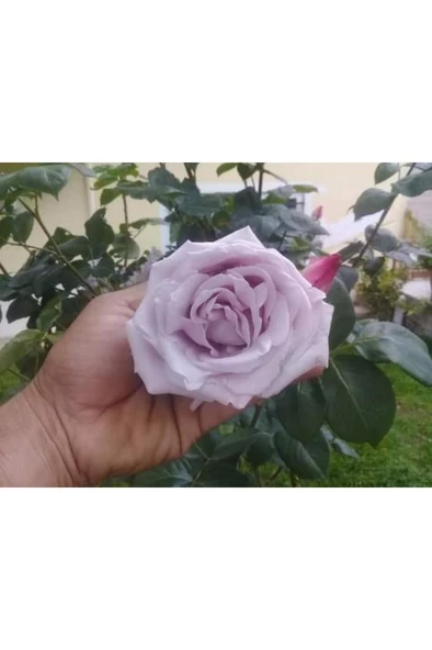 Saksılı Yediveren Lila Gül Fidanı Yediveren Lilac Rose 1 Adet 10-20 Cm ürün görseli 1