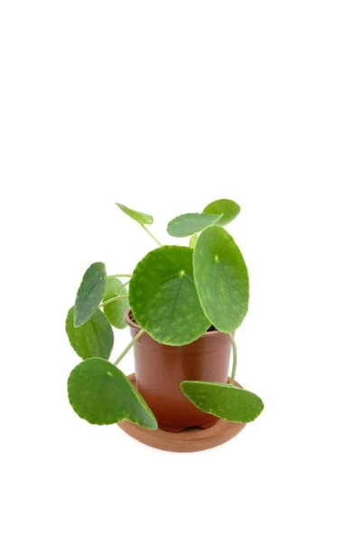 Pilea Peperomioides Çin Para Bitkisi Orta Boy 10-20 cm ürün görseli 1