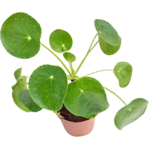 Pilea Çin Para Çiçeği Fidanı 10-20 Cm - Resim 2