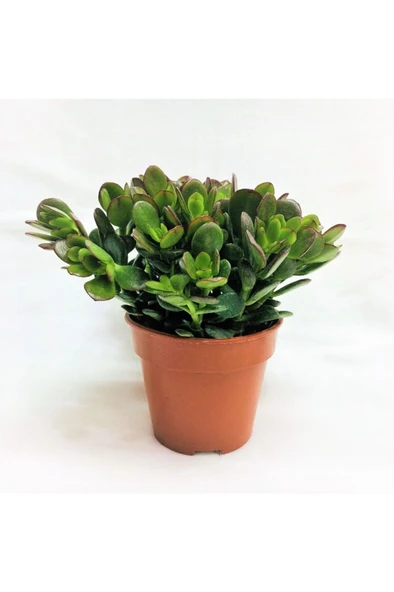 Crassula Ovata Para Çiçeği Fidanı 10-20 cm ürün görseli 1