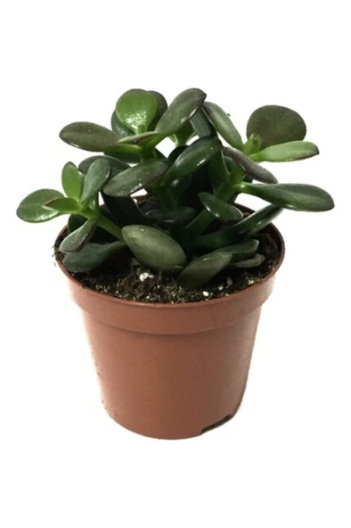 Sukulent Para Ağacı Şans Ağacı Crassula Ovata 10-20 cm ürün görseli 1