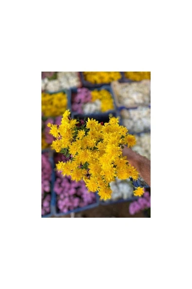 Kasımpatı Çiçeği Karışık Renk 10-20 cm - Resim 3