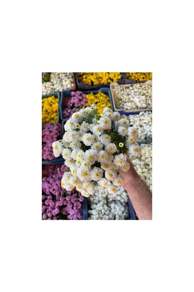 Kasımpatı Çiçeği Karışık Renk 10-20 cm ürün görseli 1