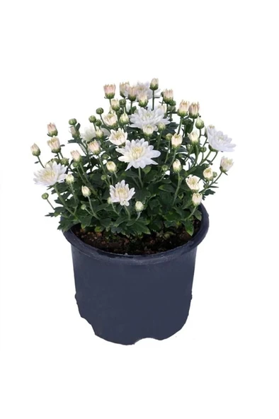Saksıda Kasımpatı Çiçeği (chrysanthemum) BEYAZ - Resim 2