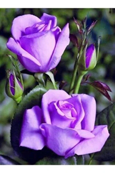 Yediveren Lila Gül Fidanı Yediveren Lilac Rose 1 Adet 10-20 Cm ürün görseli 1