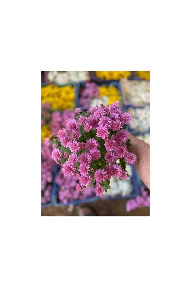 Kasımpatı Çiçeği Karışık Renk 10-20 cm - Resim 2