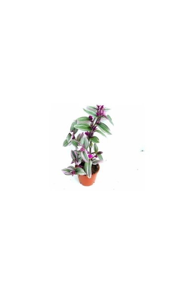 Telgraf Çiçeği, Pembe Çiçekli 10-20 cm - Resim 2