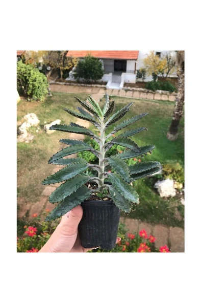 Aşkın Gözyaşı Fidanı 10-20 cm ürün görseli 1