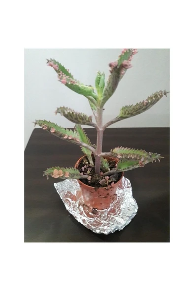 Kalonchoe Daigremantione / Aşkın Gözyaşı Çiçeği 10-20 cm ürün görseli 1