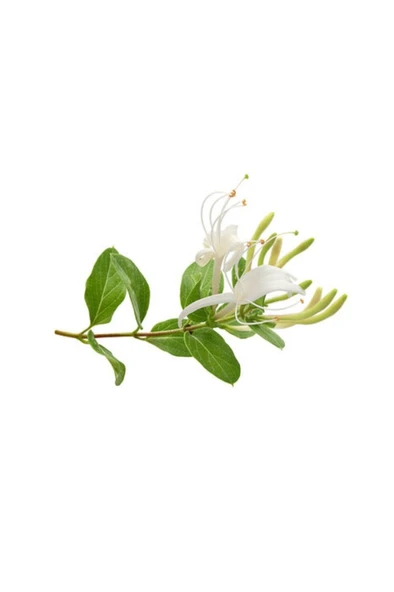 Lonicera Caprifolium (Hanımeli) Fidanı 10-20 cm ürün görseli 1