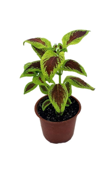 Yaprak Güzeli Fidanı Scarlet Coleus 10-20 cm ürün görseli 1