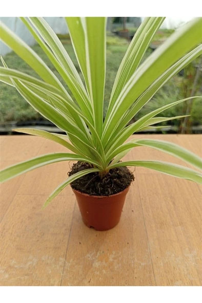 Chlorophtyum Comosun Variegata Kurdele Çiçeği Dışı Beyaz Içi Yeşil ürün görseli 1