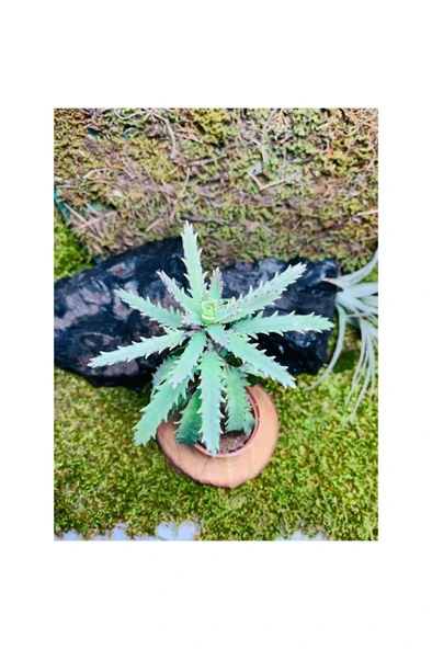 Folium Aşkın Gözyaşı Bitkisi Mother Of Thousands 10-20 cm ürün görseli 1
