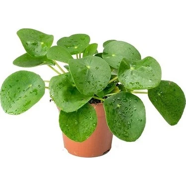 Pilea Peperomioides / Çin Para Çiçeği 10-20 cm - Resim 4