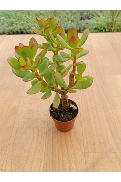 Crasula Ovata Minor Para Çiceği Fidanı 10-20 cm ürün görseli 1