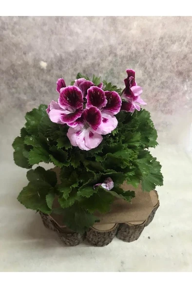 Bordo Pembe Ceylangözü Hanımefendi 10-20 cm ürün görseli 1