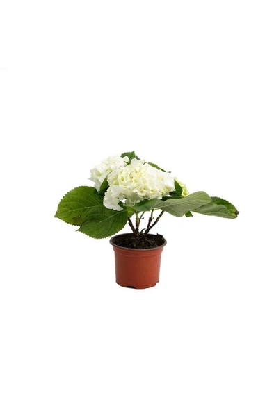 Beyaz Ortanca Çiçeği Fidanı 10-20 Cm ürün görseli 1